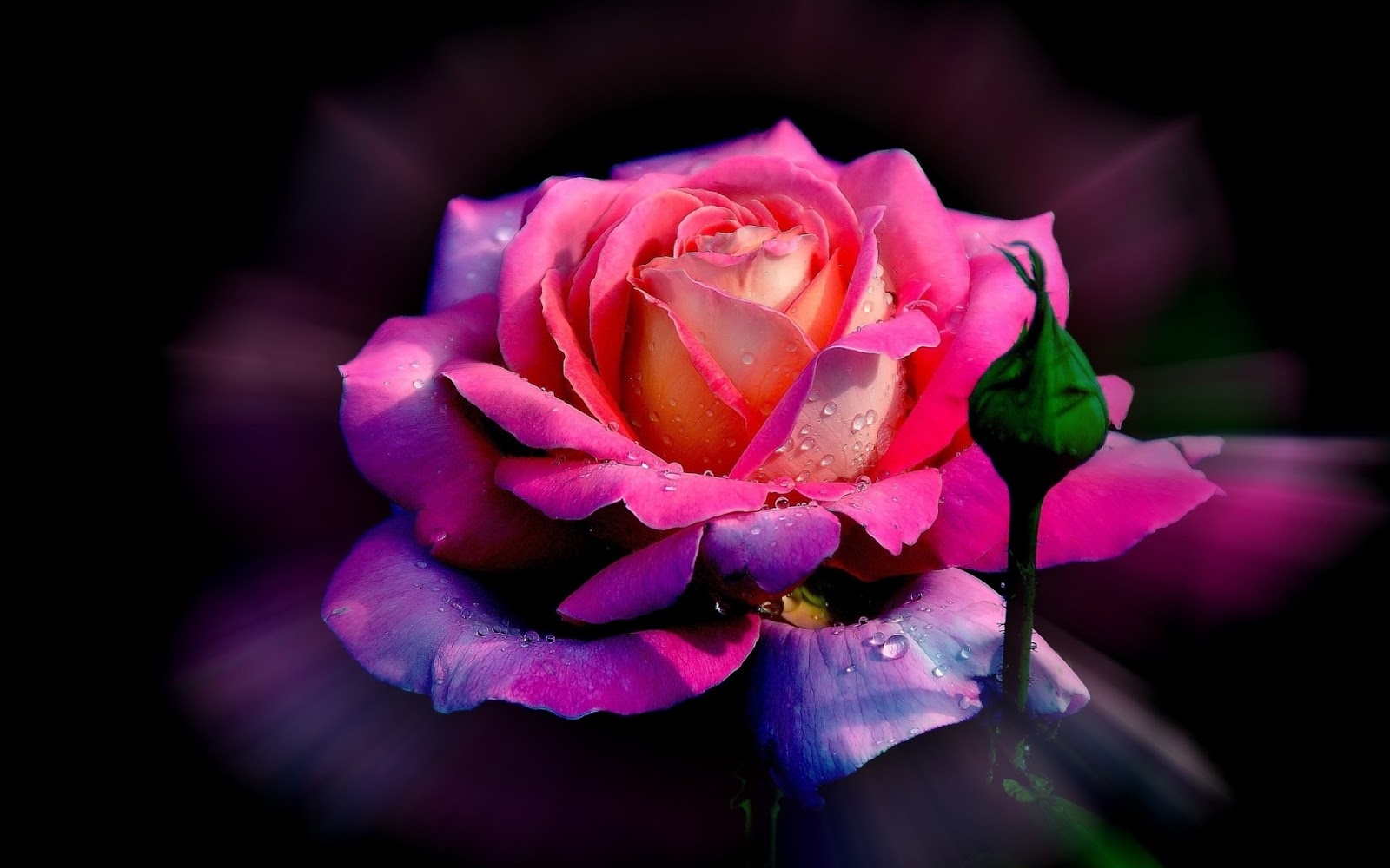 786+ Hình ảnh Hoa đẹp rạng rỡ và rung động trái tim - Ảnh nền máy tính chụp bông hoa hồng e ấp cùng gió - Viettelinternet24h.com