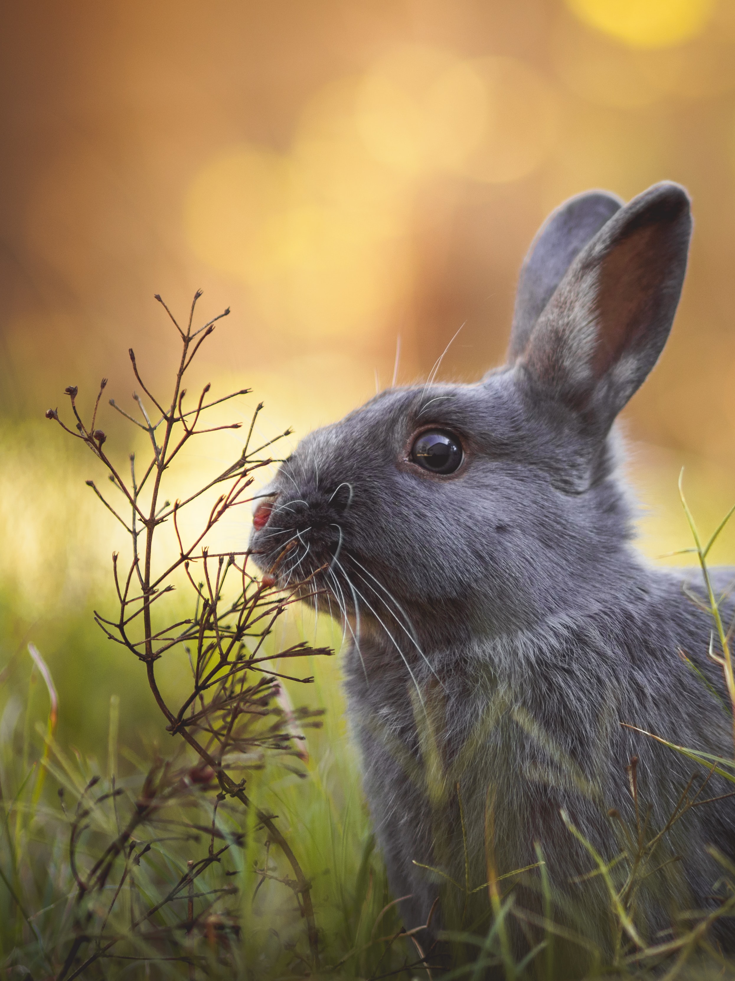 hình ảnh văn phòng - ảnh nền - ảnh thỏ rừng dễ thương